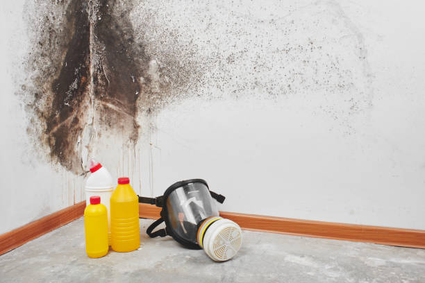 Best Professional Mold Removal  in Olive Branch, MS