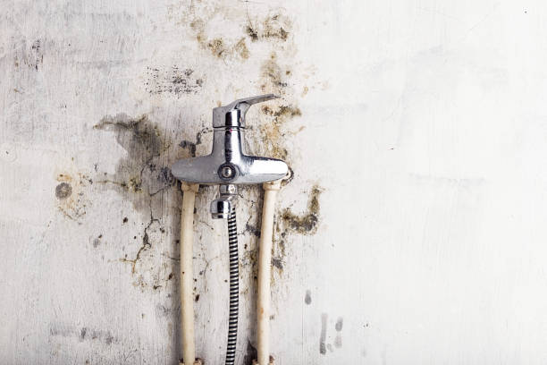 Best Emergency Mold Removal  in Olive Branch, MS