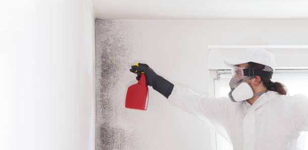 Mold Removal and Inspection in Olive Branch, MS