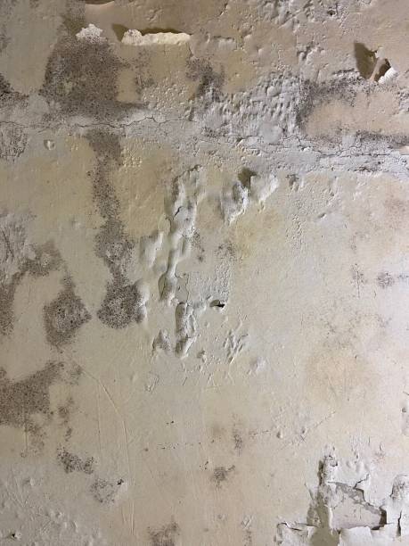 Best Local Mold Removal Service  in Olive Branch, MS