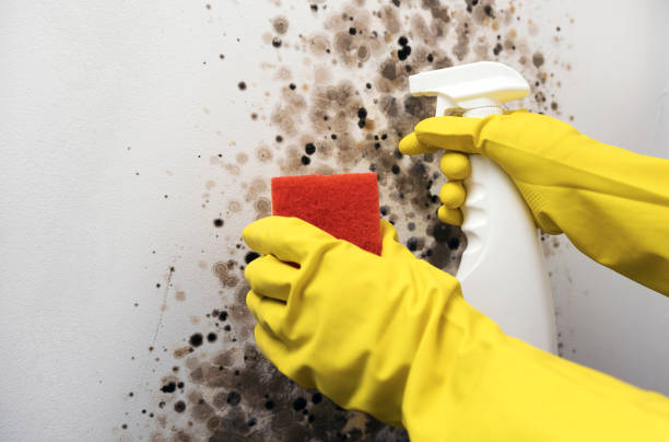Office Mold Removal Services in Olive Branch, MS