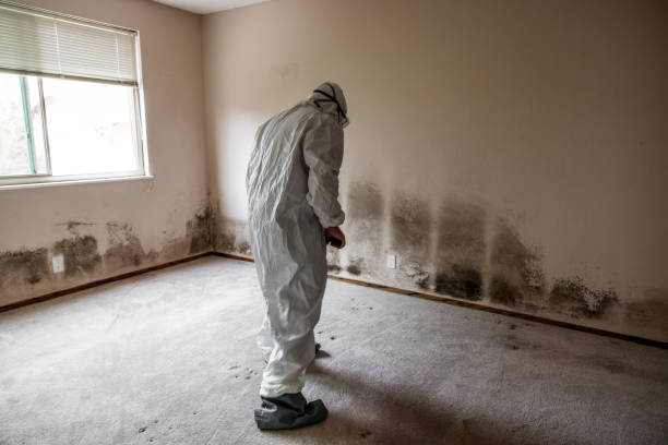 Best Attic Mold Removal  in Olive Branch, MS