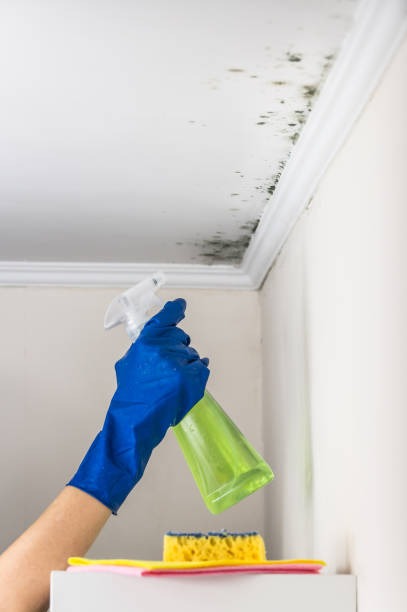 Attic Mold Removal in Olive Branch, MS